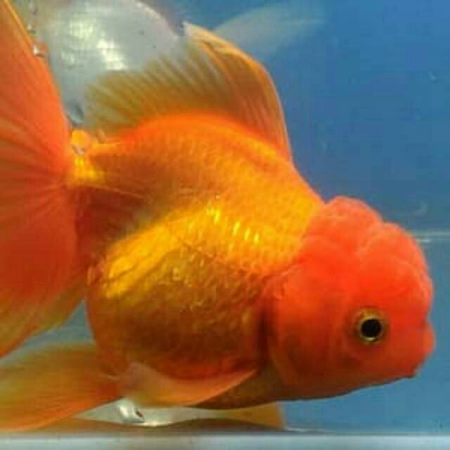 IKAN KOKI / KOKI RED CUP / KOKI MUTIARA