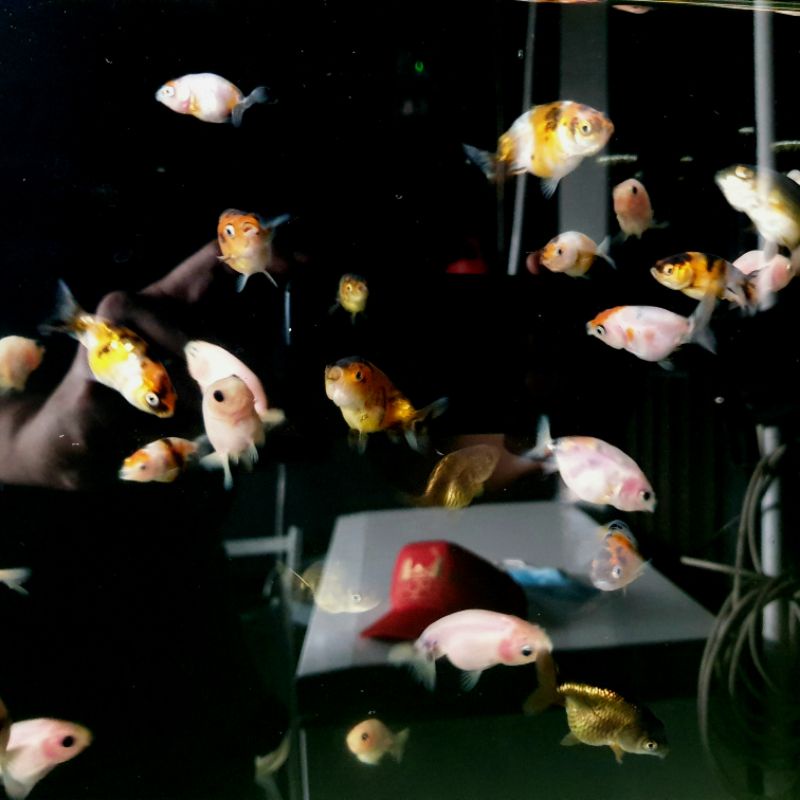 Ikan Koki Baby Ranchu