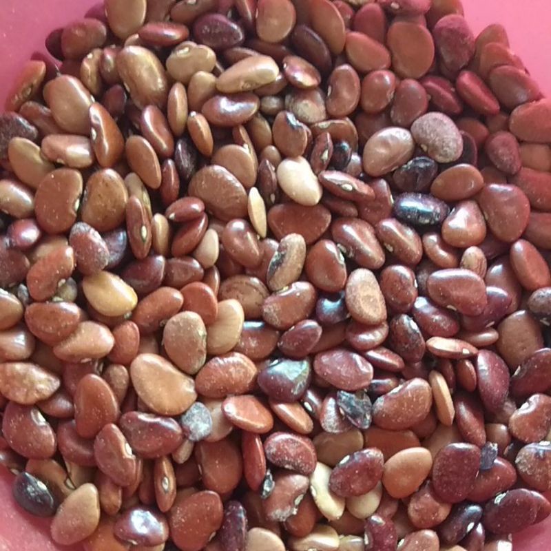 Kacang / Koro Merah Mentah siap olah 500gr