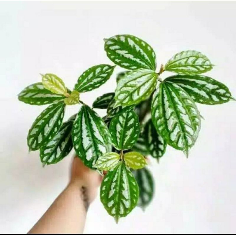 tanaman mutiara pilea cadierei