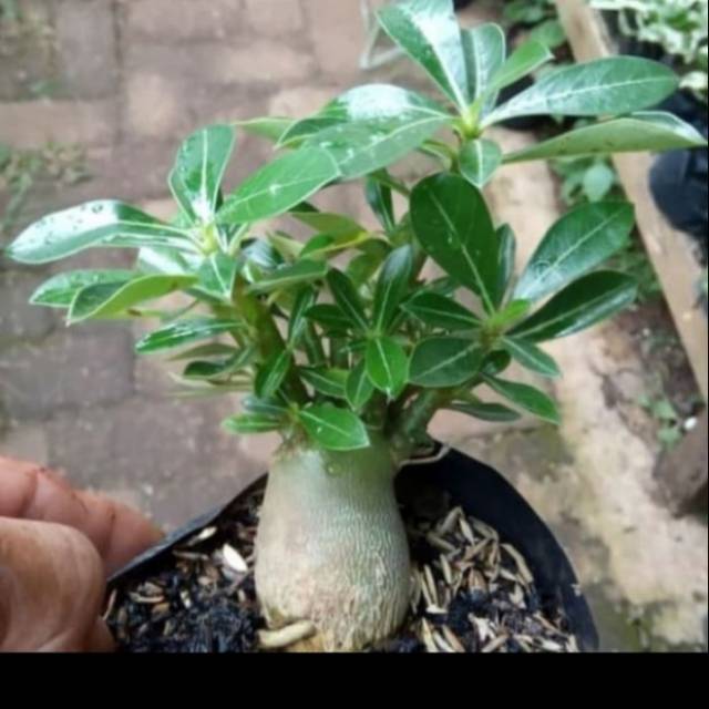 Tanaman hias adenium arabicum bunga kuning