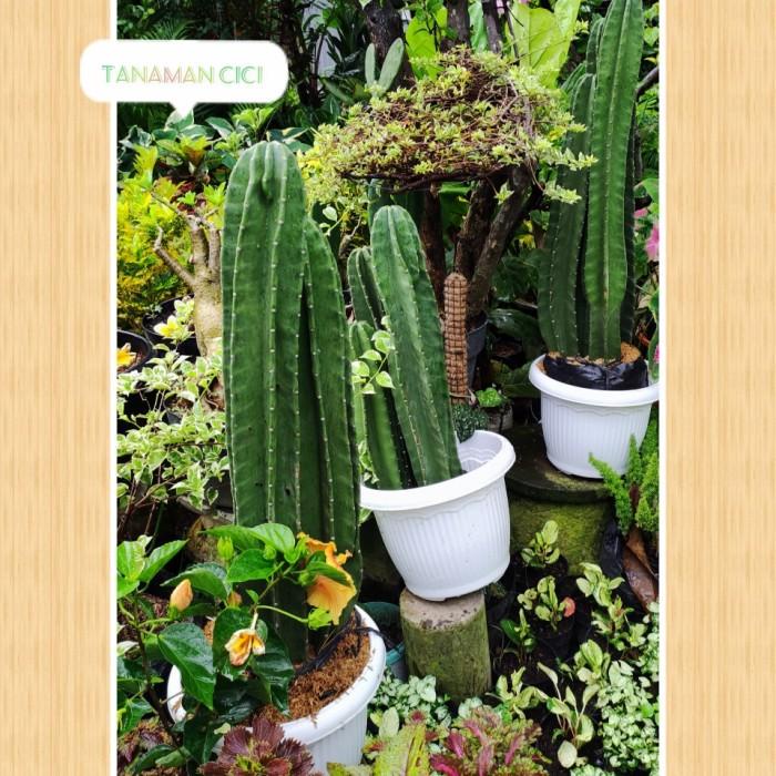 Kaktus Koboi Tinggi 30-75Cman Kaktus Akar