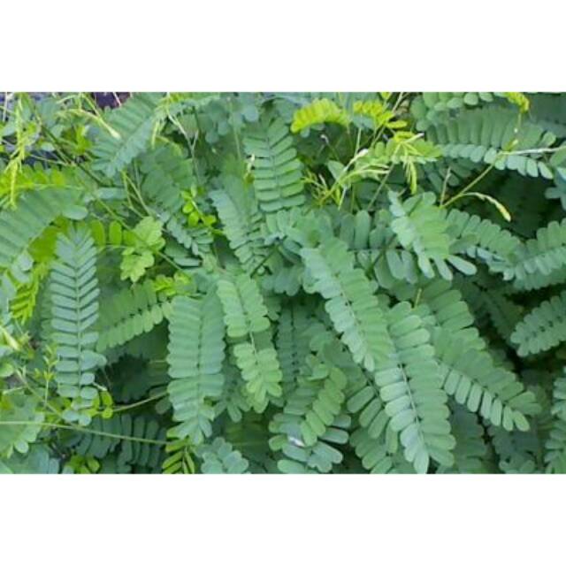 

Bubuk daun saga manis kemasan 100gram