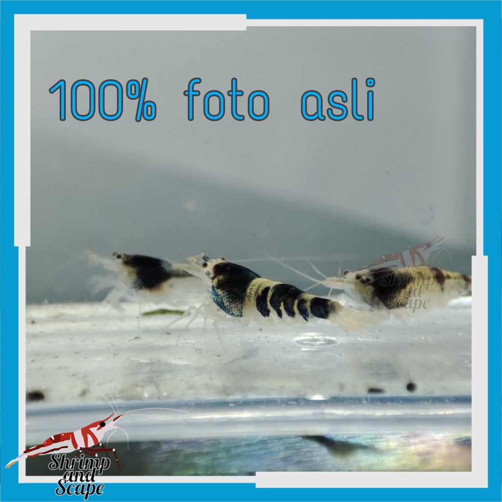 Mambo Bee Udang Hias Sulawesi Pemakan Algae Aquascape Aquarium alga eater