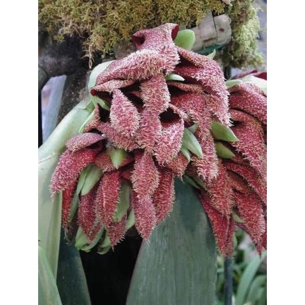 Bulbophyllum Phalaenopsis