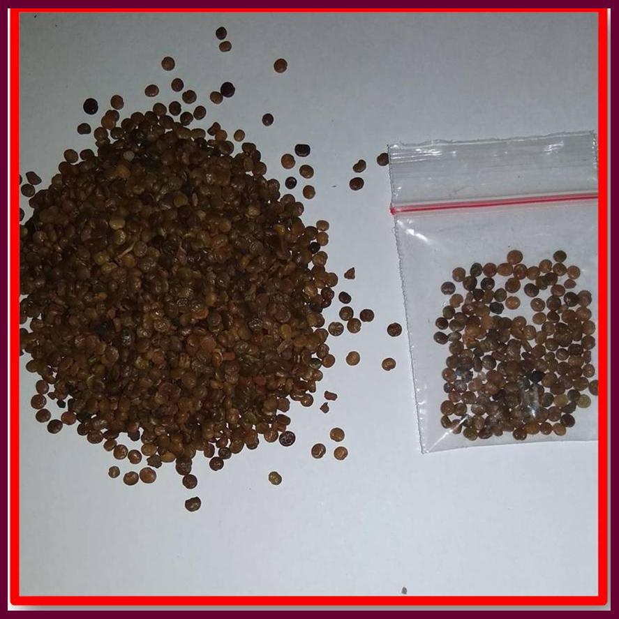 Biji Indigofera, Benih Indigofera Terbaik, Biji Indigofera 400 Biji + Bonus 40 Biji