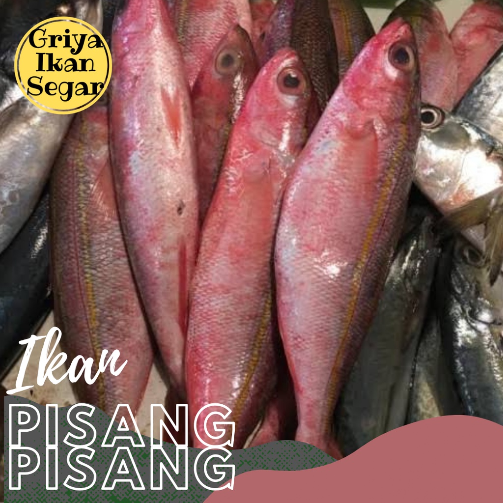 

IKAN PISANG PISANG Fresh