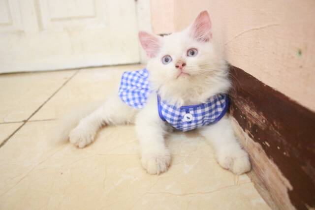 Dress kemeja kotak-kotak biru ala Paud, baju kucing lucu murah meriah size S M L XL (pilih satu)