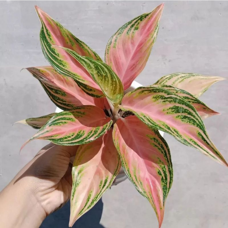 Aglonema Pink Sunset Remaja Besar daun 7+ 8+ 9+