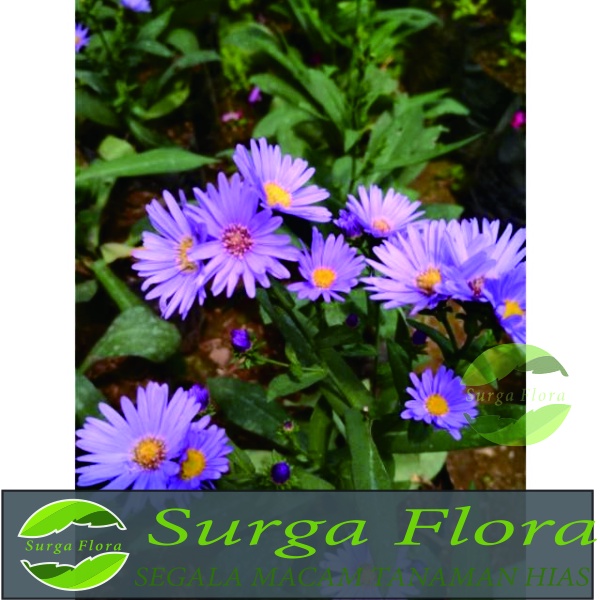 Tanaman Hias Bunga Pikok Polybag BERBUNGA - Pikok Aster BERBUNGA