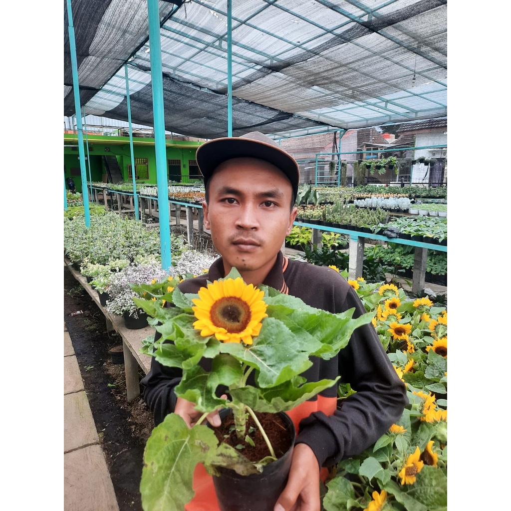 Bibit Tanaman Bunga Matahari Kondisi Berbunga Cantik/Tanaman Bunga Matahari Sunflower