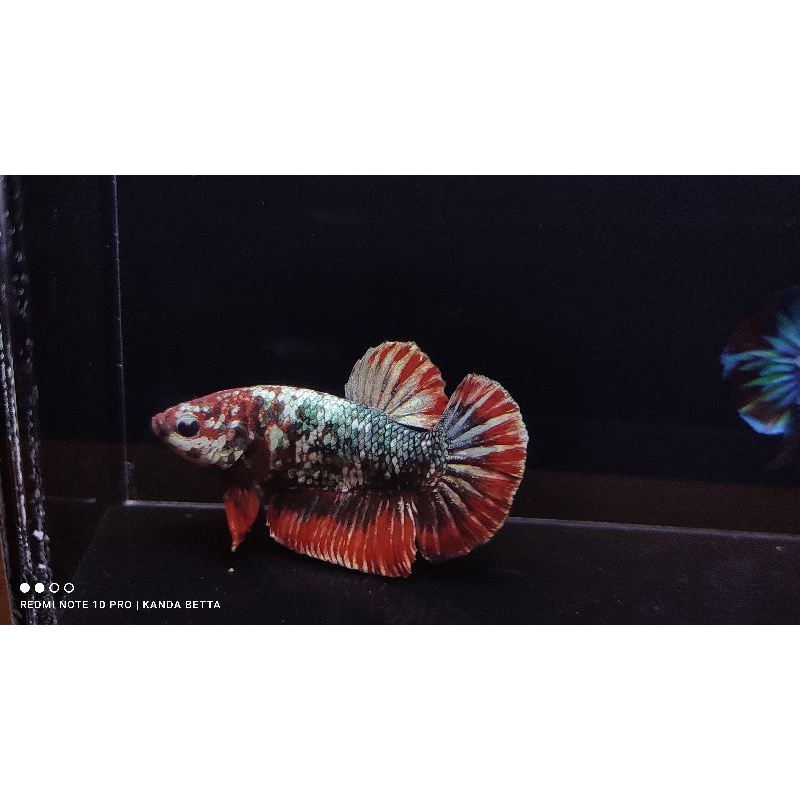 Sesuai Foto Ikan Cupang Jantan Red Koi Copper Male ironman RKC Top Grade Cooper Siap Breed Iron Man 