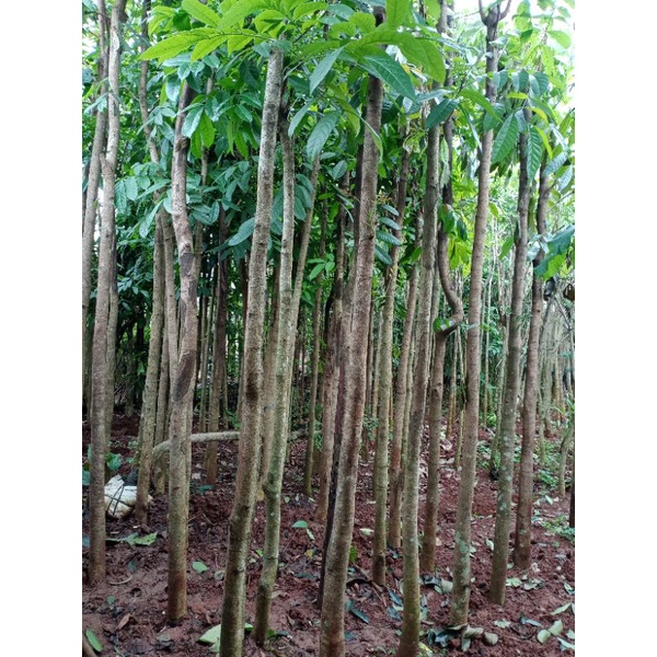 pohon mahoni tinggi 3 meter