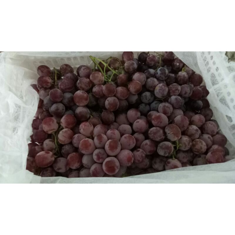 

anggur red globe