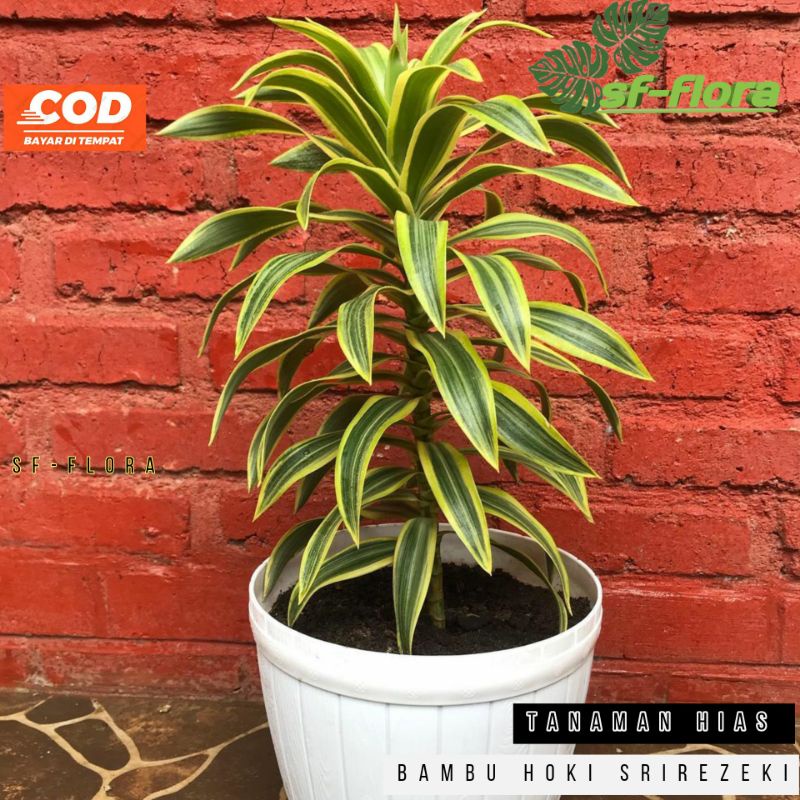 TANAMAN HIAS BAMBU HOKY SRIREJEKI - SUJI KUNING