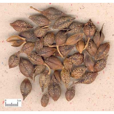 

lian qiao 连翘 Forsythia suspensa 100 gram
