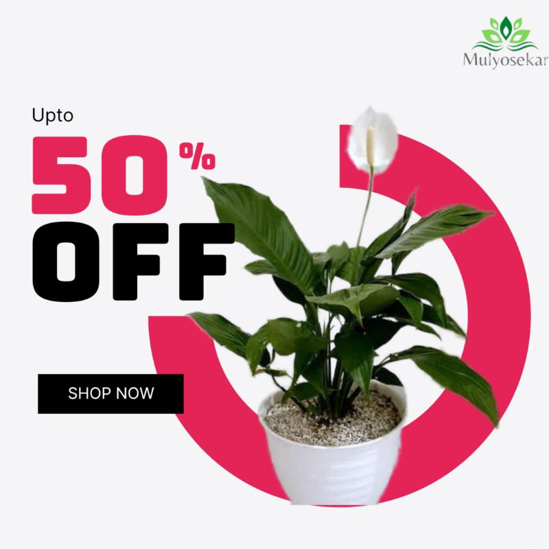 Tanaman Hias Peace Lily / Spatufilum berBunga Indoor Atau Outdoor