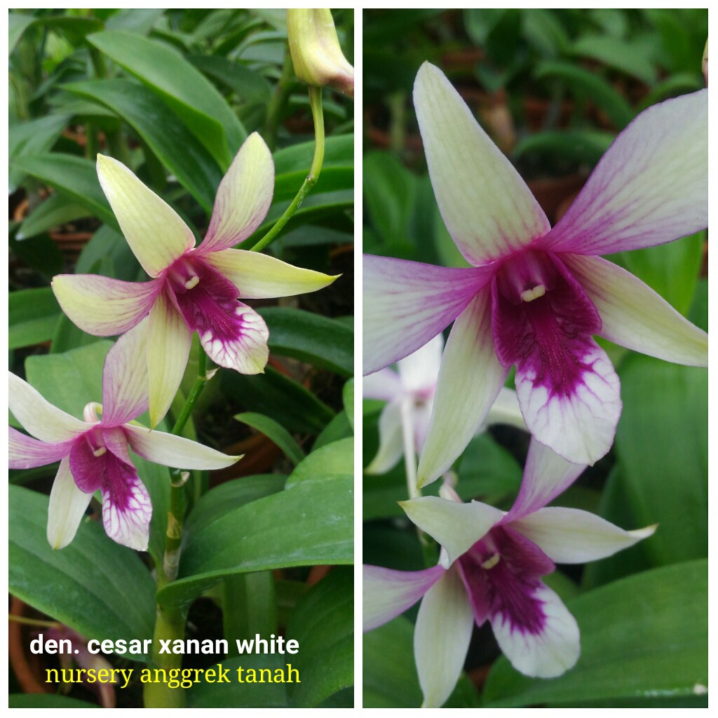 Anggrek Dendrobium Caesar Xanan White