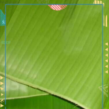 

daun pisang segar COD