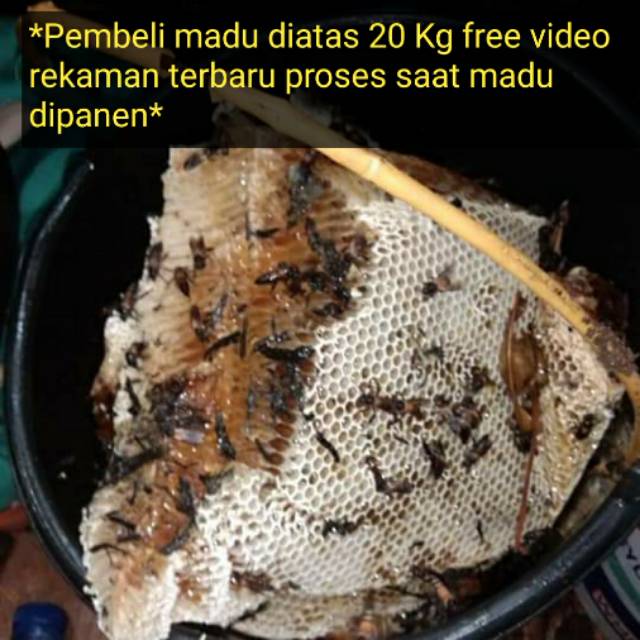 abdul.rouf.albatawie