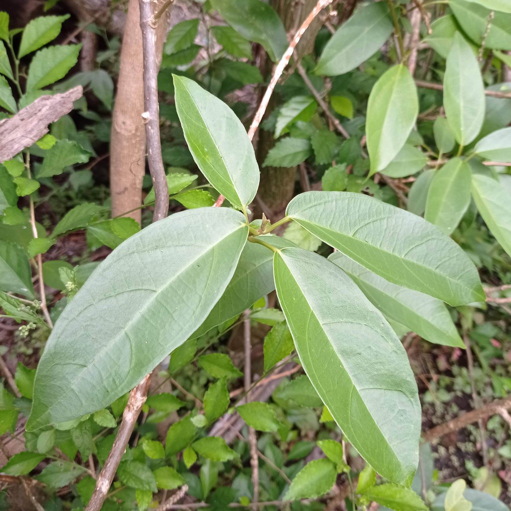 

250gr daun cincau perdu atau daun cincau hijau