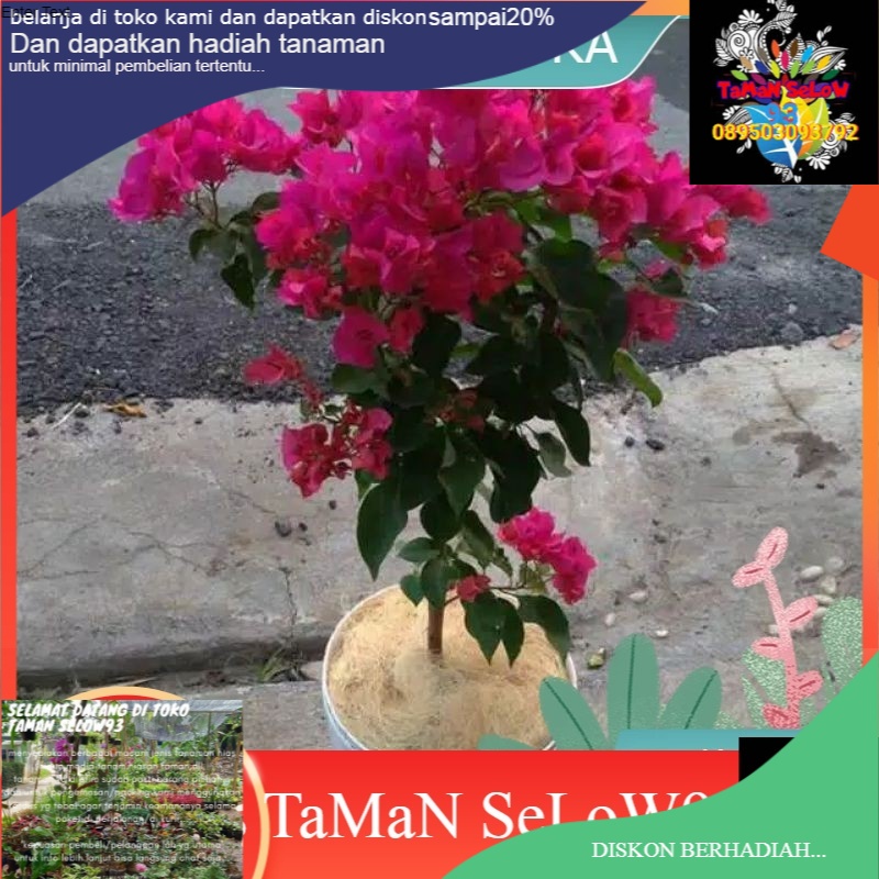 Tanaman bugenvil merah fanta