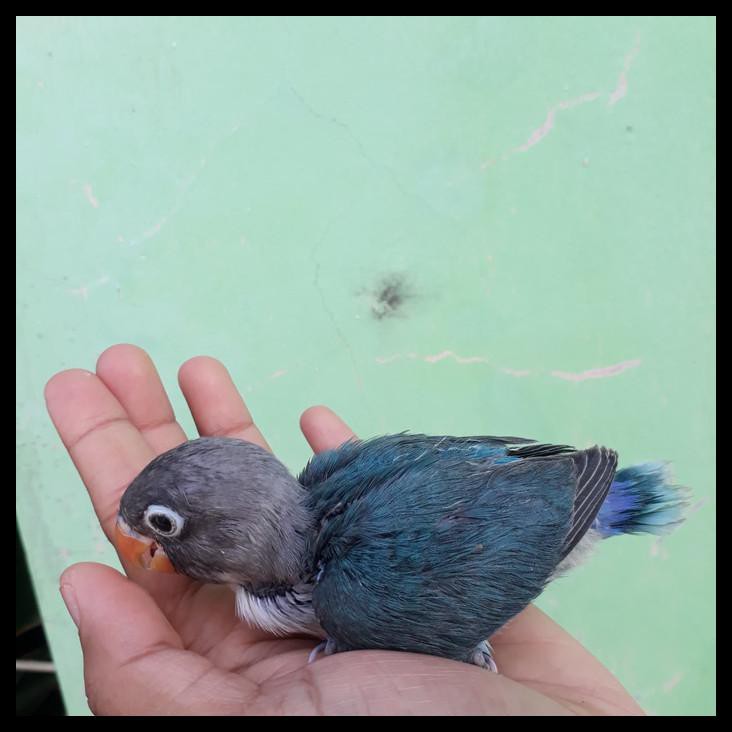Indh Promo Ramadhan Lovebird Lolohan Paruh Putih ( Pastel, Cobalt / Mamgsi) Big Sale Kode 1309