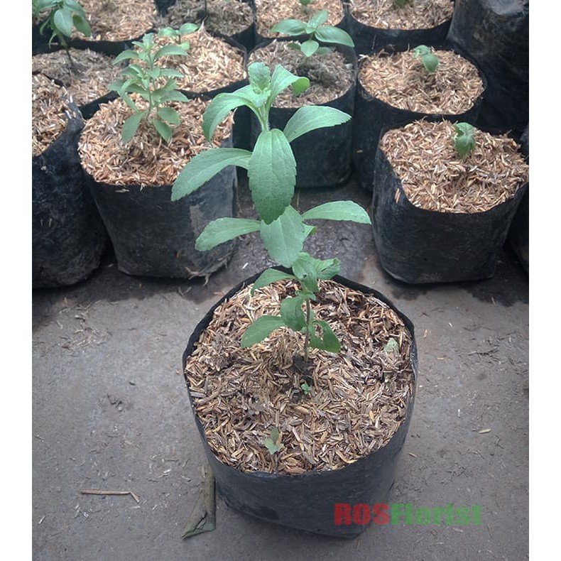 Tanaman Stevia Daun Manis