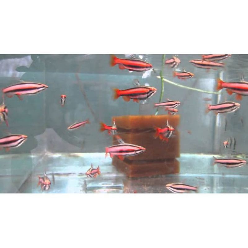 IKAN RED PENCIL | RED PENSIL | IKAN HIAS AQUARIUM/AQUASCAPE