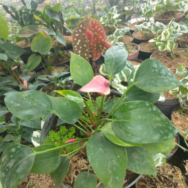 Anthurium mini