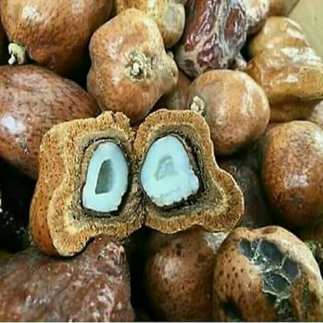 

zuriat ecer 1 buah