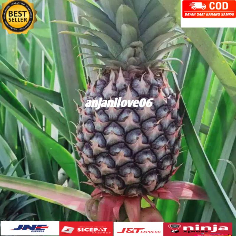 

Buah Nanas muda fres segar pelancar hed