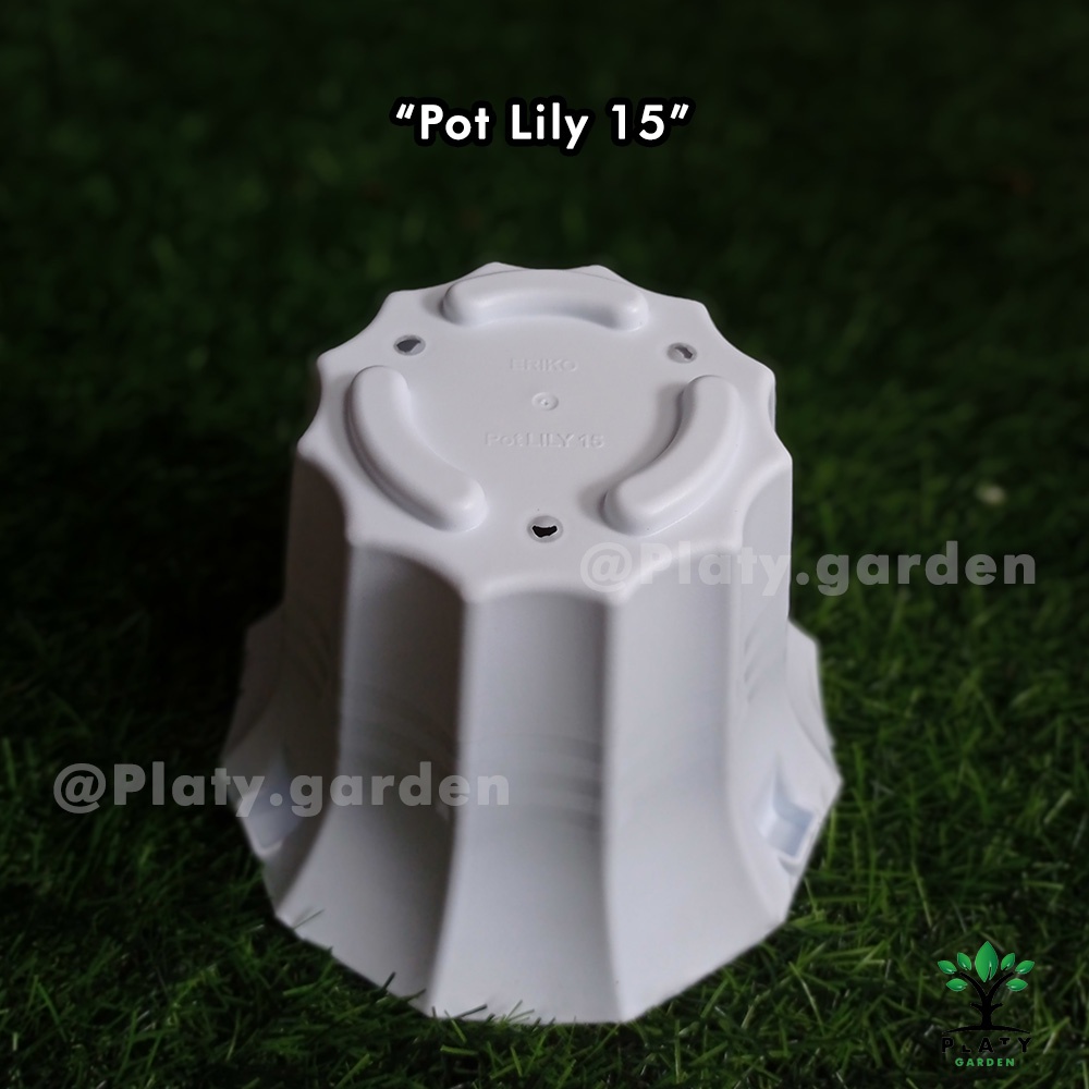 Pot Lily 15