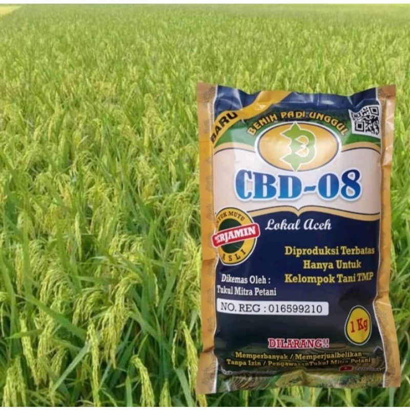 Biji Padi CBD 08