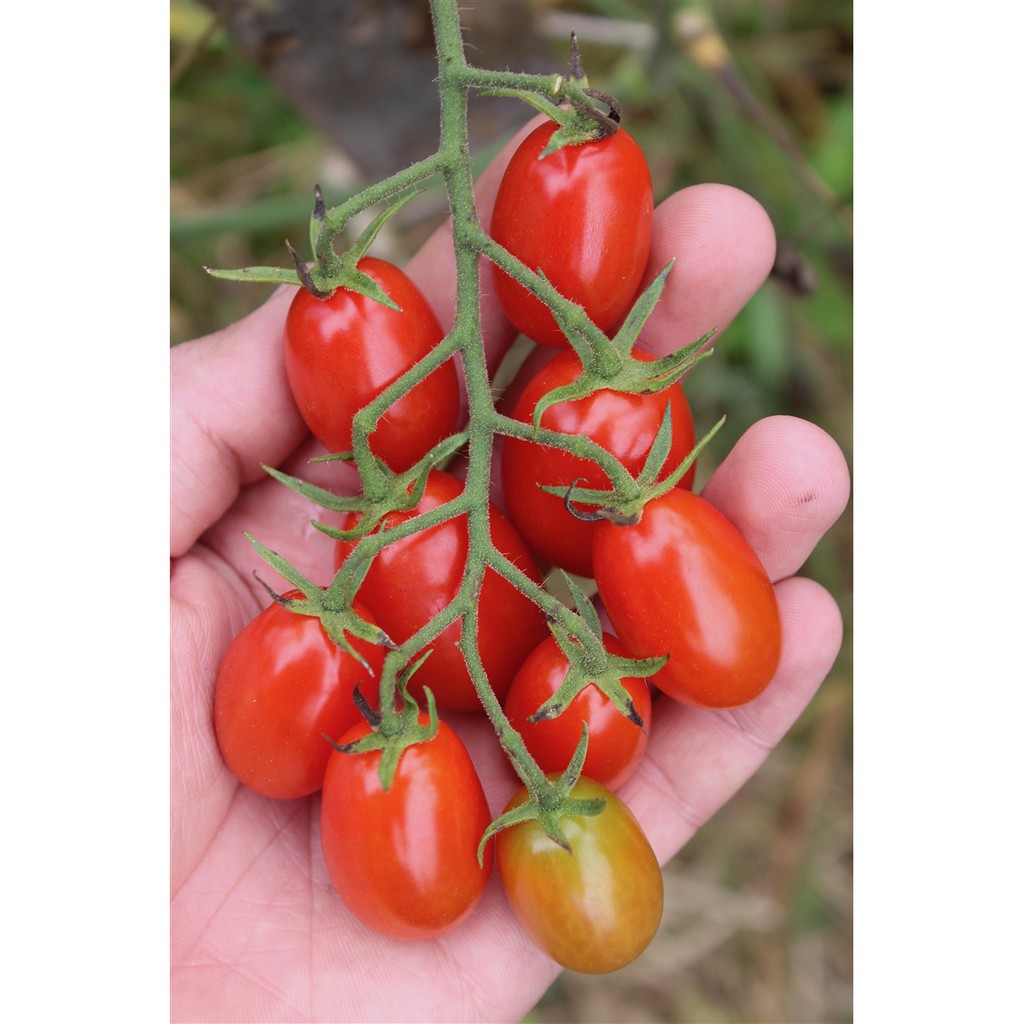 Benih Bibit Biji - Red Cherry Tomato Rojita F1 Tomat Ceri Merah Seeds - IMPORT