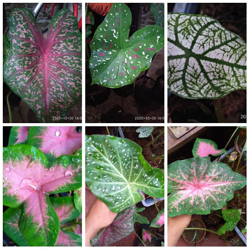 paketan tanaman keladi 6 jenis