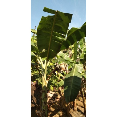 

Daun pisang segar (1 ikat ) isi 10 pelepah