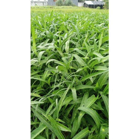 

kangkung