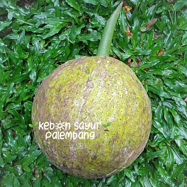 

Buah Segar Sukun per pcs