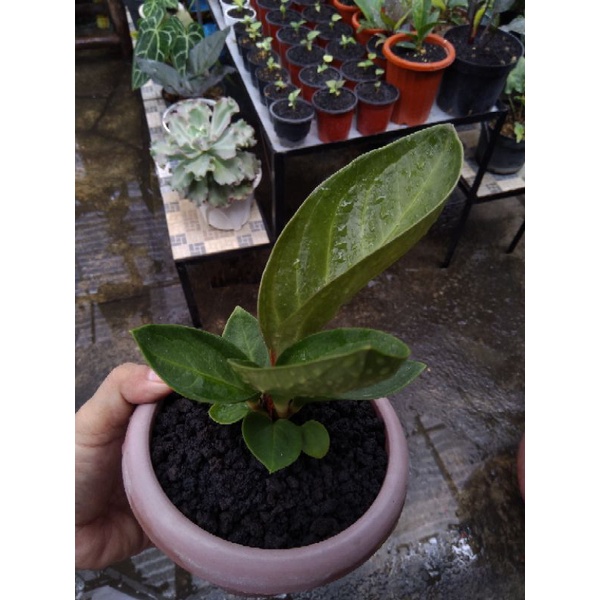 Anthurium jemani mangkok daun tebal