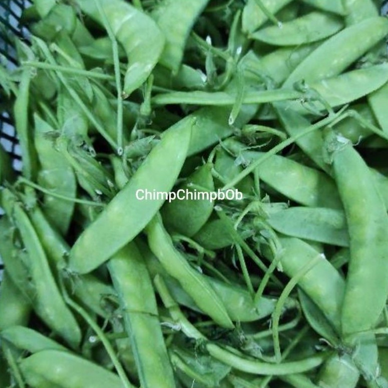 

KACANG ARCIS SAYUR SEGAR 250 GRAM / ERCIS SEGAR / SNOW PEA FRESH