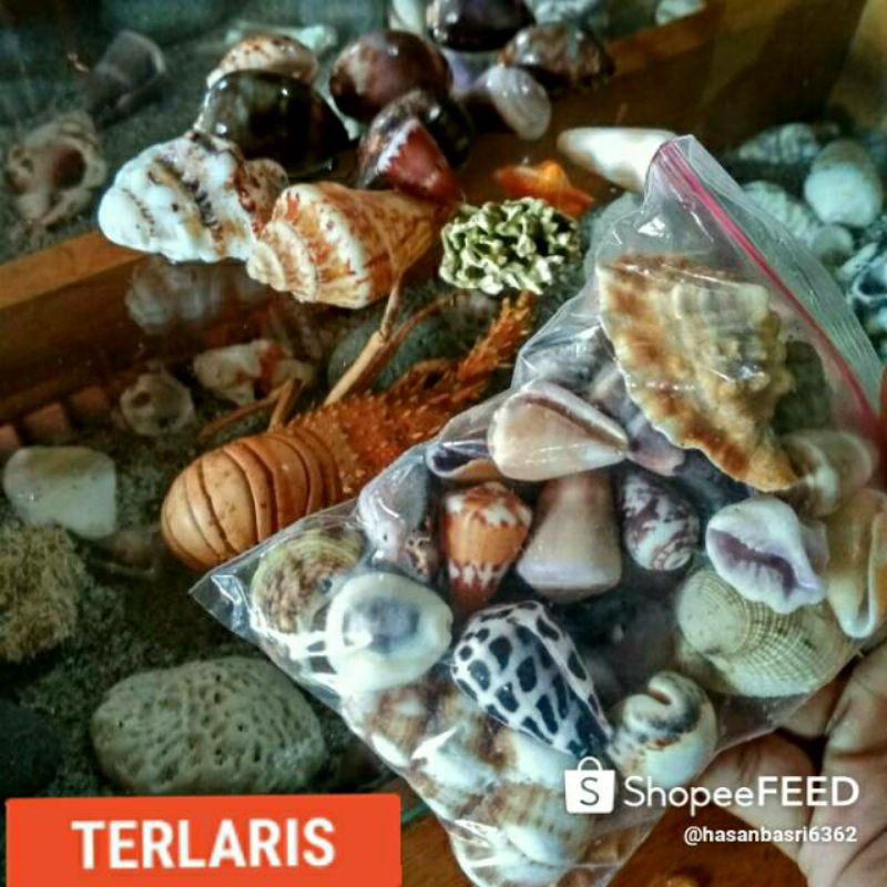 Terlaris Aksesoris Kerang laut campur/kerajinan/hiasan/aquarium#aksesoris#hiasan#kerang