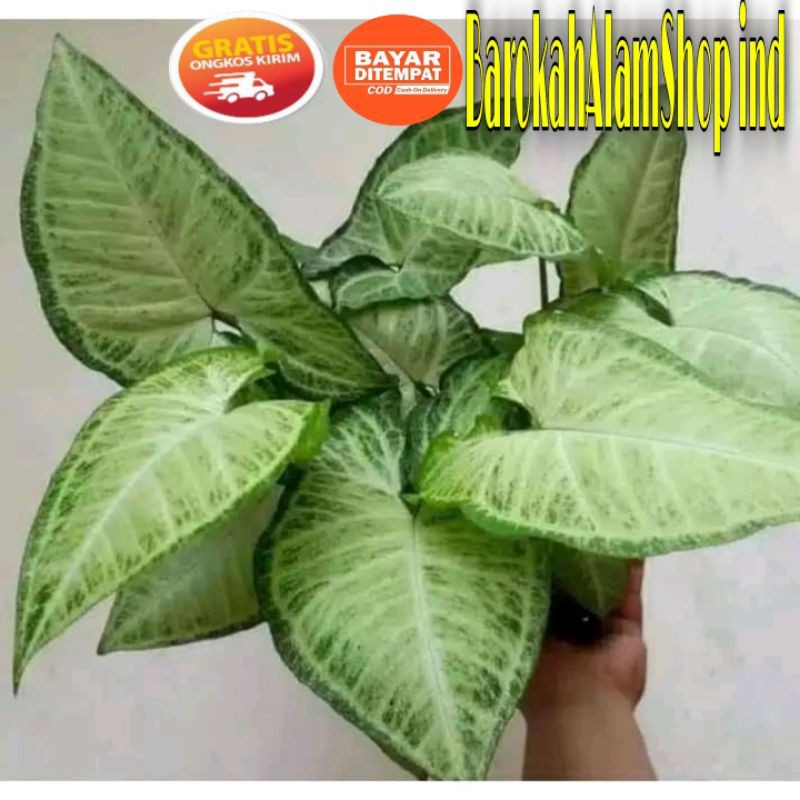 TANAMAN KELADI HIAS SYNGONIUM PODOPHYLLUM SCHOTT