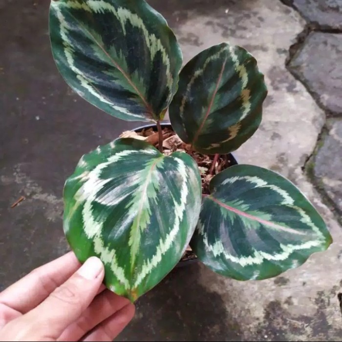 Tanaman Hias Indoor Calathea Medalion - Calathea Medalion
