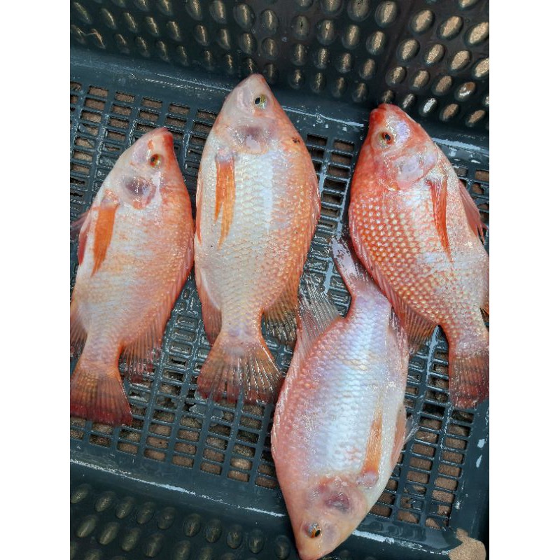 Ikan Nila Merah