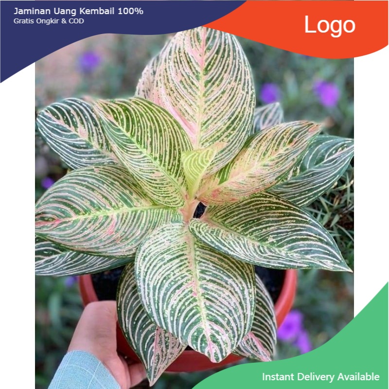 NEW  Aglonema golden hope Gambar asli d1~4