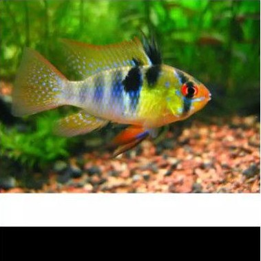 Ikan ramirezi german