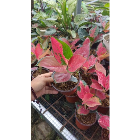 aglaonema suksom pelangi