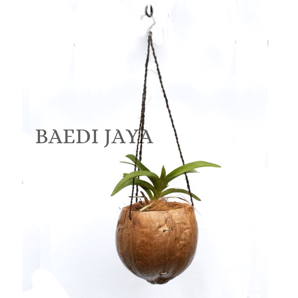 POT ANGGREK  KULIT KELAPA TALI IJUK GANTUNG / POT ANGGREK GANTUNG / POT GANTUNG