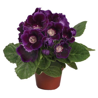 

20pcs Bibit Bunga Gloxinia